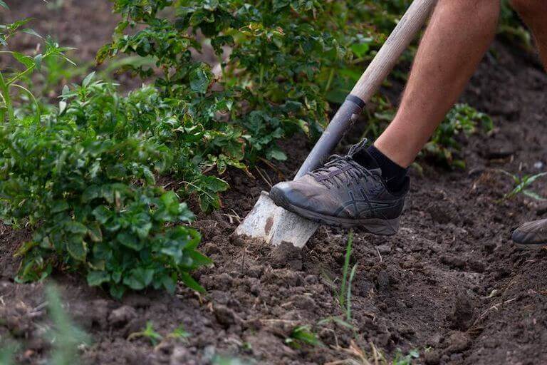 A farmer uses a shovel to work a bed of soil.