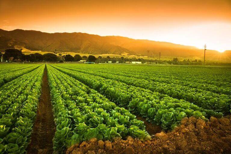 Rows and rows of lettuce stretch away to the horizon under low-angle sunlight on a large, commercial farm.