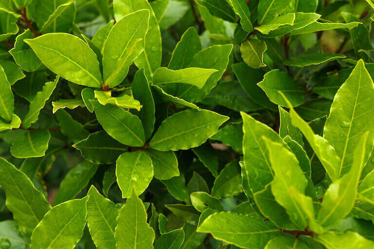 Guide to Bay Leaves