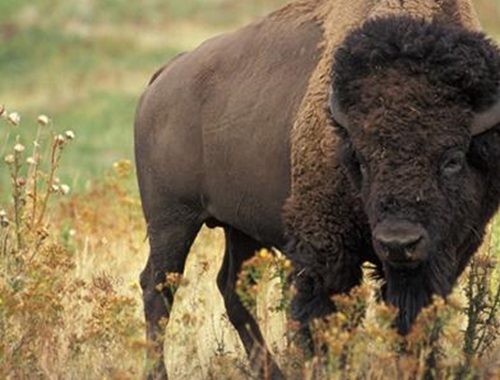 4 Tips For Cooking With Bison | Escoffier School of Culinary