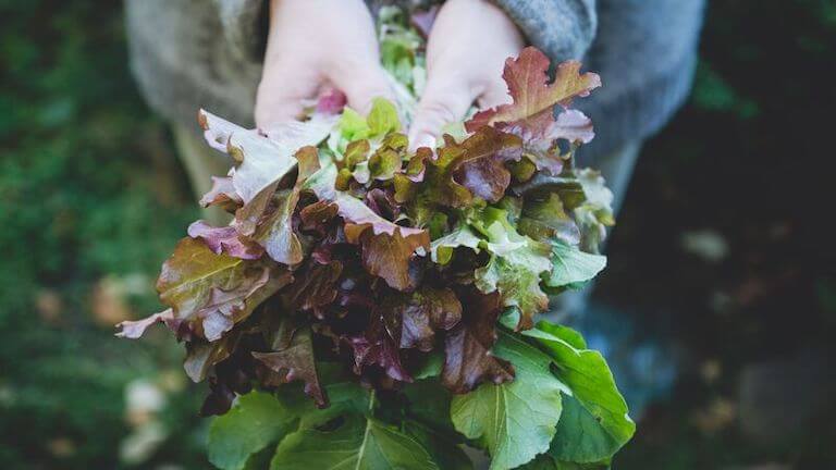 A farmer holds a bundle of lettuce and other salad greens in a garden.