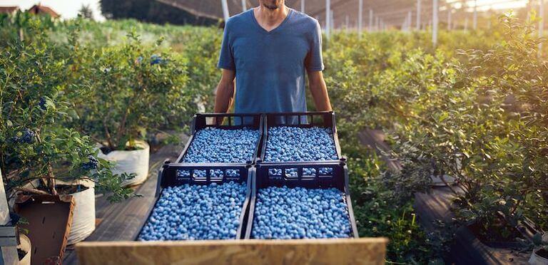 A man holds four crates full of blueberries at a berry farm.