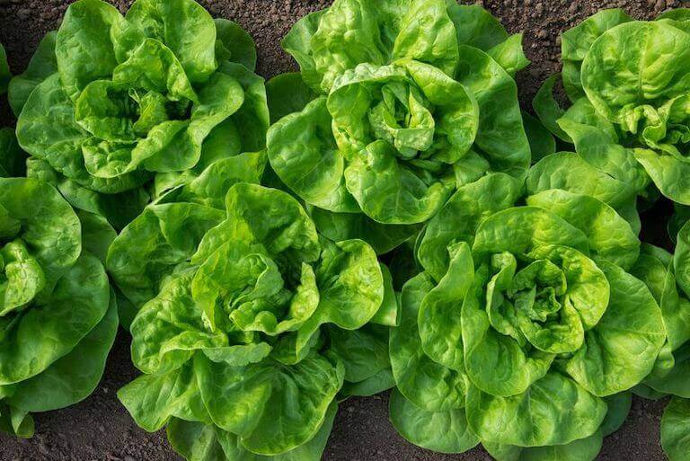 Six heads of bibb lettuce grow in a garden bed.