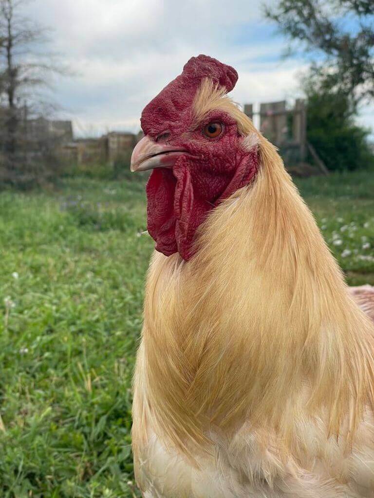 A golden-colored rooster stands in a grassy pasture.