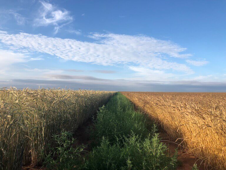 An expansive field planted with two varieties of wheat – one golden in color, the other pale yellow – stretches toward the horizon under a partly cloudy sky.