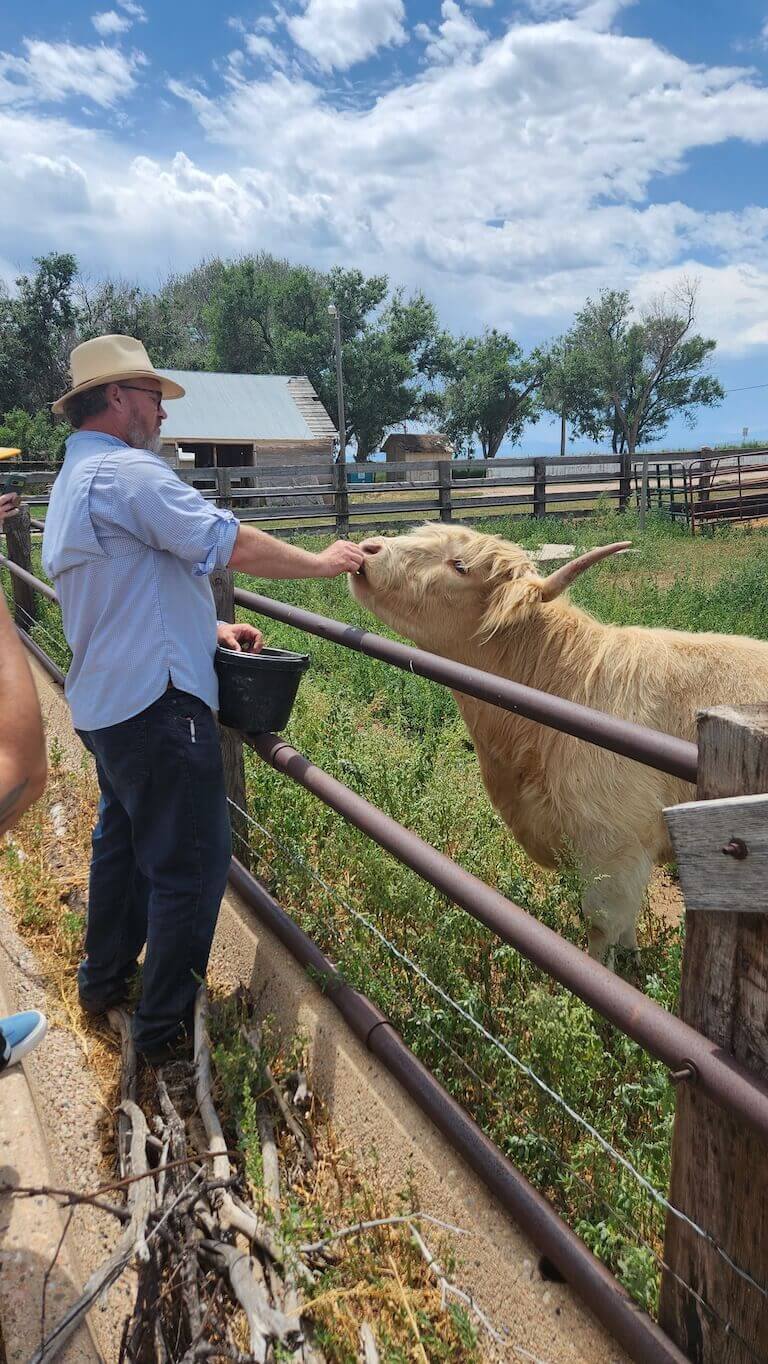 Chef Steven feeds a long-horned white cow something from a black bucket by hand.