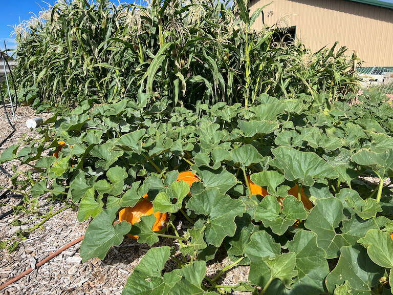 Corn, winter squash, and bean plants grow together on a farm.