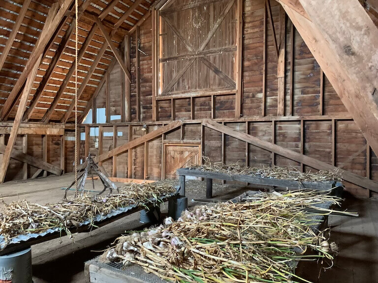 Harvested garlic lies on wooden tables for drying inside a traditional wooden barn.