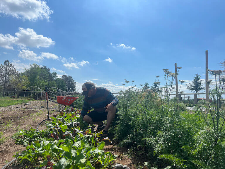 Steven Nalls crouches in a garden bed of beets, pulling weeds. 